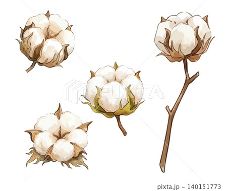 シズル感のあるコットンフラワーのイラスト 140151773