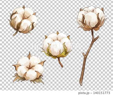 一幅生動的棉花花插圖 140151773