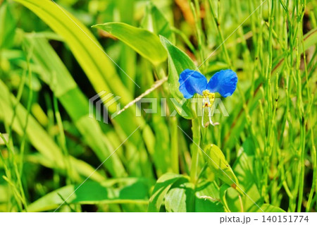 青色の露草の花 青色の露草の花 140151774