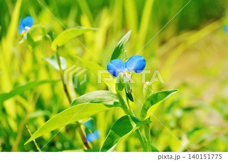青色の露草の花 青色の露草の花 140151775