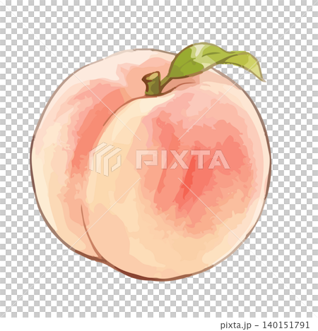 シズル感のある白桃のイラスト 140151791