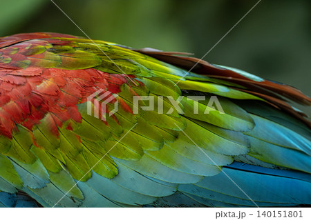 Scarlet Macaw Feathers Detailed Close Up Texture. Scarlet Macaw Feathers Detailed Close Up Texture. 140151801