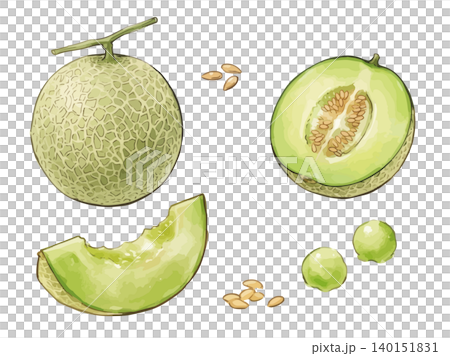 A mouthwatering illustration of a melon A mouthwatering illustration of a melon 140151831