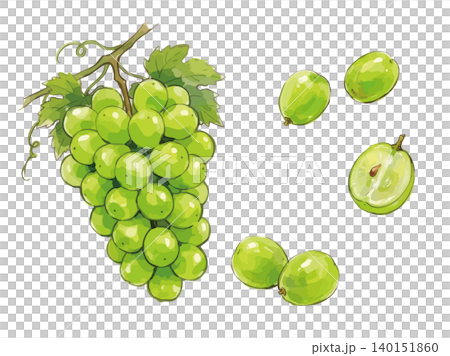 一張令人垂涎欲滴的 Shine Muscat 葡萄的插圖。 一張令人垂涎欲滴的 Shine Muscat 葡萄的插圖。 140151860