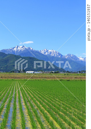 初夏の北アルプス後立山連峰 140151937