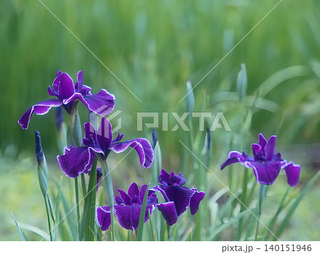 紫色の花菖蒲達 紫色の花菖蒲達 140151946