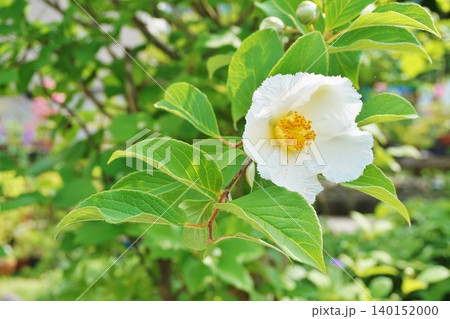 夏椿の花 夏椿の花 140152000