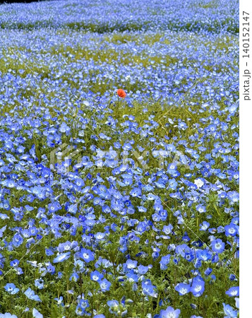 ネモフィラの花が咲き誇る丘 ネモフィラの花が咲き誇る丘 140152147