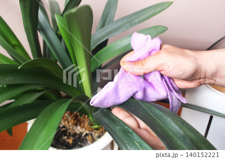 Clivia miniata potted houseplant in an apartment 140152221