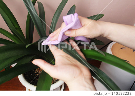Girl wiping leaves Clivia Miniata 140152222