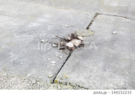 Tree sprouts grow from under the concrete pavement 140152233