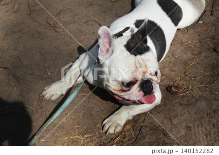 Portrait of a black and white dog breed French bulldog Portrait of a black and white dog breed French bulldog 140152282