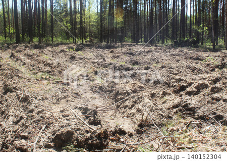 A plowed field in the forest. Preparation for planting a forest 140152304
