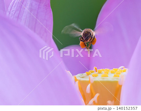 花に飛ぶミツバチ 140152357