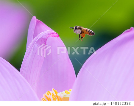 ハスの花に飛ぶミツバチ 140152358