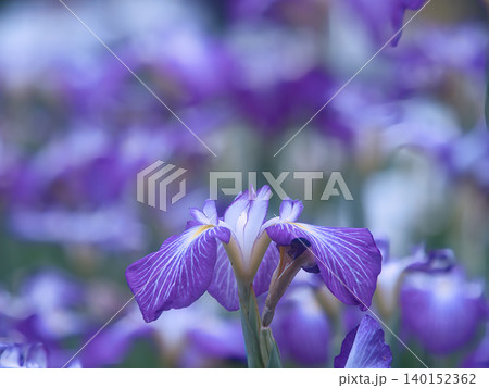 青い花菖蒲 140152362
