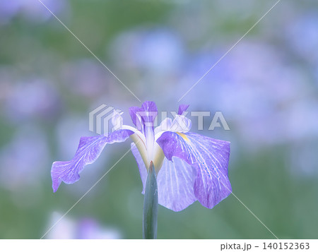 しっとりした花菖蒲 140152363