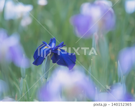 青いアヤメの花 140152365