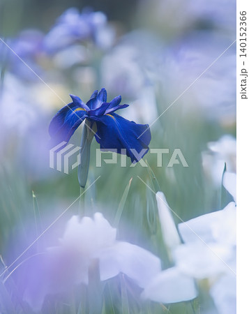 紫色の花菖蒲 140152366