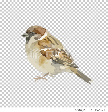 Watercolor-style illustration of a sparrow Watercolor-style illustration of a sparrow 140152374