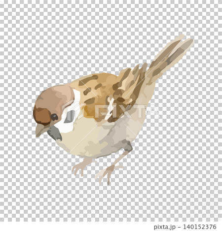 麻雀的水彩風格插圖 麻雀的水彩風格插圖 140152376
