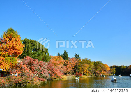 紅葉の井の頭公園 紅葉の井の頭公園 140152386