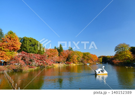 紅葉の井の頭公園 紅葉の井の頭公園 140152389