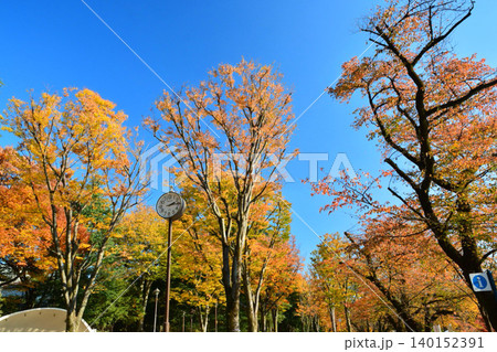 紅葉の井の頭公園 紅葉の井の頭公園 140152391