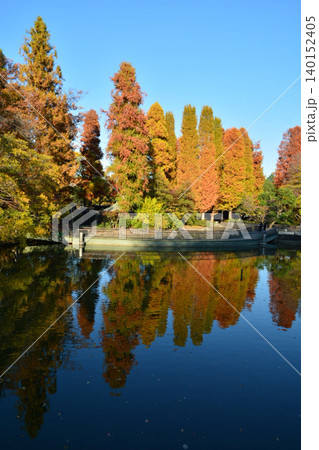 紅葉の井の頭公園 紅葉の井の頭公園 140152405