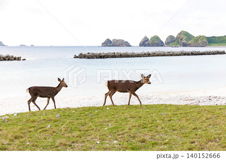天然記念物のケラマジカ(アカシカ)。阿嘉島 沖縄県島尻郡慶良間諸島-2025 沖縄本島から40km西 天然記念物のケラマジカ(アカシカ)。阿嘉島 沖縄県島尻郡慶良間諸島-2025 沖縄本島から40km西 140152666