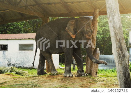 ネパールの農村で飼育されるアジアゾウ 140152728