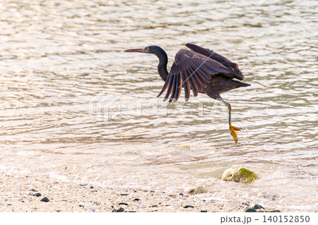 美しいサンゴの白砂ビーチで飛び立つクロサギ。阿嘉島前浜ビーチ(メーヌ浜) 沖縄県島尻郡慶良間諸島 美しいサンゴの白砂ビーチで飛び立つクロサギ。阿嘉島前浜ビーチ(メーヌ浜) 沖縄県島尻郡慶良間諸島 140152850