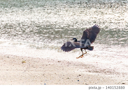 美しいサンゴの白砂ビーチで飛び立つクロサギ。阿嘉島前浜ビーチ(メーヌ浜) 沖縄県島尻郡慶良間諸島 美しいサンゴの白砂ビーチで飛び立つクロサギ。阿嘉島前浜ビーチ(メーヌ浜) 沖縄県島尻郡慶良間諸島 140152880