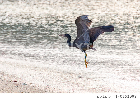 美しいサンゴの白砂ビーチで飛び立つクロサギ。阿嘉島前浜ビーチ（メーヌ浜） 沖縄県島尻郡慶良間諸島 140152908