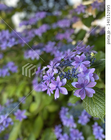 梅雨の紫陽花　幻想的なボケ 140152995