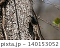 忍者のように木の幹を移動する、亜高山帯の鳥、ゴジュウカラ 140153052