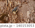 忍者のように木の幹を移動する、亜高山帯の鳥、ゴジュウカラ 140153053