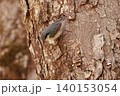 忍者のように木の幹を移動する、亜高山帯の鳥、ゴジュウカラ 140153054