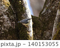 忍者のように木の幹を移動する、亜高山帯の鳥、ゴジュウカラ 140153055