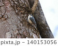 忍者のように木の幹を移動する、亜高山帯の鳥、ゴジュウカラ 140153056