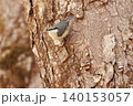 忍者のように木の幹を移動する、亜高山帯の鳥、ゴジュウカラ 140153057