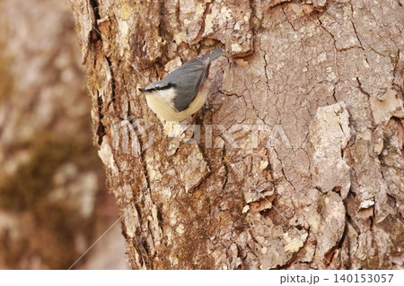 忍者のように木の幹を移動する、亜高山帯の鳥、ゴジュウカラ 忍者のように木の幹を移動する、亜高山帯の鳥、ゴジュウカラ 140153057