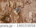 忍者のように木の幹を移動する、亜高山帯の鳥、ゴジュウカラ 140153058
