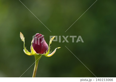 赤い薔薇のつぼみ 赤い薔薇のつぼみ 140153066