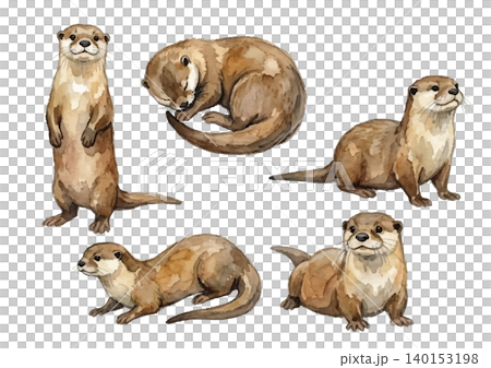 水彩風のカワウソのイラスト 水彩風のカワウソのイラスト 140153198