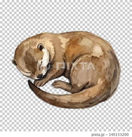 水彩風のカワウソのイラスト 140153200
