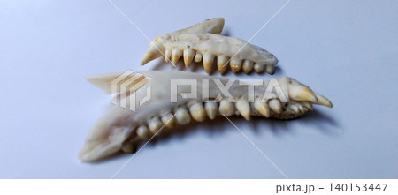 Close-up photo of two animal jaw bones with sharp canine and molar teeth, displayed on a clean white background. 140153447
