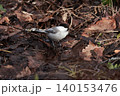 山地の林に留鳥としてすむカラ類のコガラ 140153476