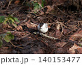 山地の林に留鳥としてすむカラ類のコガラ 140153477