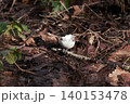 山地の林に留鳥としてすむカラ類のコガラ 140153478